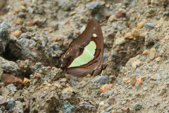Polyura