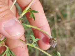 Trifolium africanum africanum