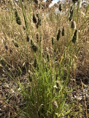 Enneapogon nigricans