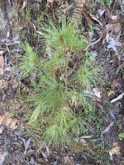Pinus wallichiana
