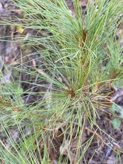 Pinus wallichiana