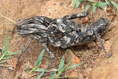 Pamphagidae