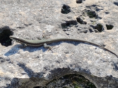 Phoenicolacerta troodica