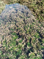 Corallina officinalis