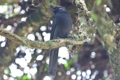 Melaenornis edolioides