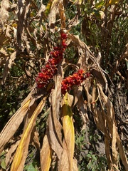 Hedychium spicatum