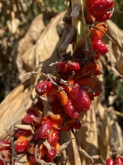 Hedychium spicatum