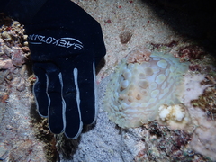 Asteronotus cespitosus