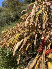 Hedychium spicatum