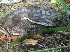 Pituophis melanoleucus melanoleucus