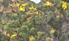 Pultenaea densifolia