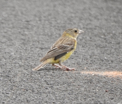 Emberiza melanocephala