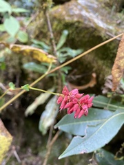 Bistorta amplexicaulis