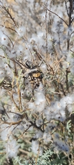 Hetrodes pupus