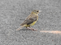 Emberiza melanocephala