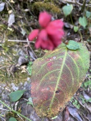 Bistorta amplexicaulis