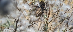 Hetrodes pupus