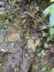 Bistorta amplexicaulis