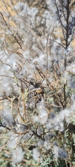 Hetrodes pupus