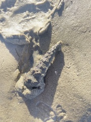 Pyrazus ebeninus