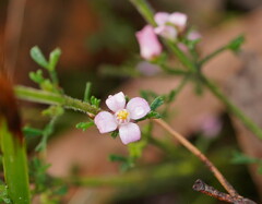 Cyanothamnus anemonifolius