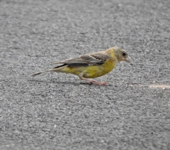 Emberiza melanocephala