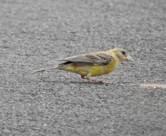 Emberiza melanocephala