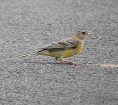 Emberiza melanocephala