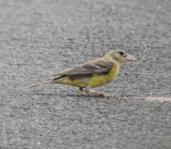 Emberiza melanocephala