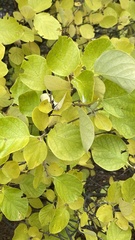 Styrax officinalis
