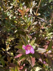 Rhododendron lepidotum