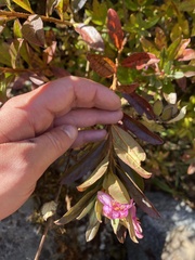 Rhododendron lepidotum