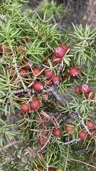 Juniperus oxycedrus
