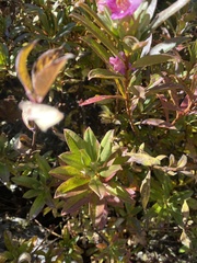 Rhododendron lepidotum