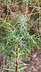 Juniperus oxycedrus