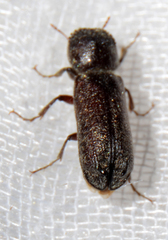 Amphicerus bicaudatus