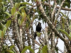 Eudynamys orientalis