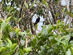 Eudynamys orientalis