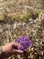 Allium wallichii