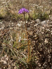 Allium wallichii