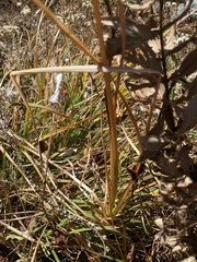 Allium wallichii