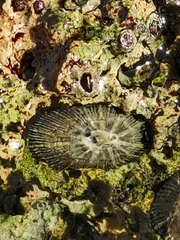 Siphonaria pectinata