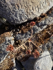 Rhodiola crenulata
