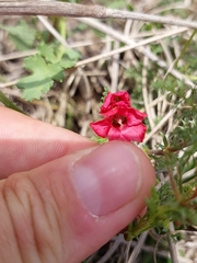 Hermannia erodioides