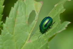 Oreina cacaliae