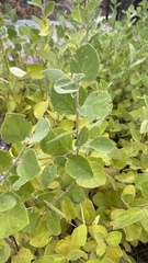 Styrax officinalis