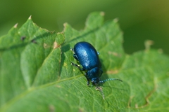 Oreina cacaliae