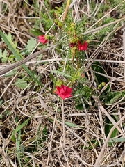 Hermannia erodioides
