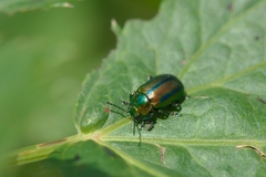 Oreina cacaliae