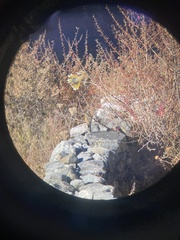 Trochalopteron variegatum